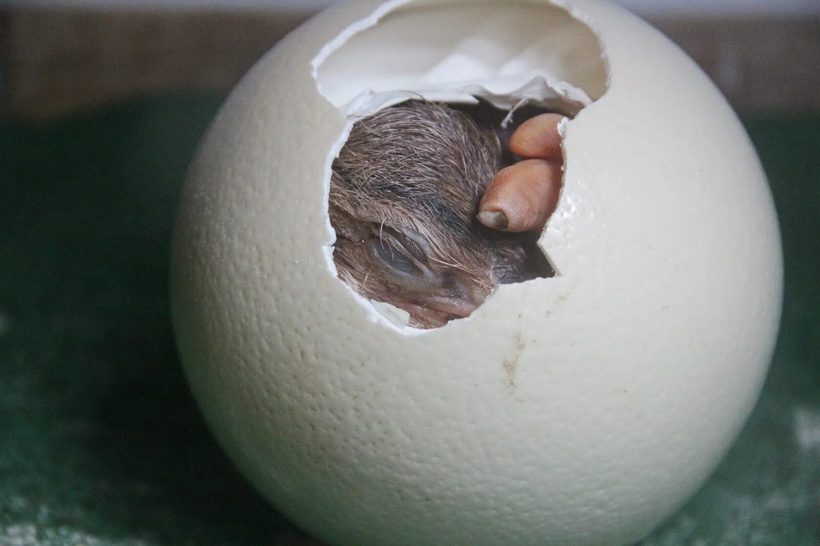 Родила яйцо. Яйцо вылупляется. Вылупиться из яйца. Крольчата из яиц вылупляются. Кролики которые вылупляются из яиц.