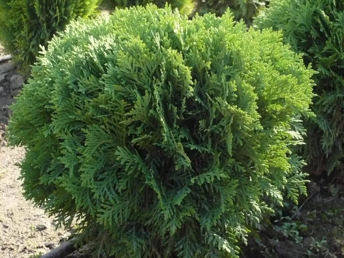 Туя тини тим описание фото. Туя Западная Тини тим. Туя Западная (Thuja occidentalis tiny tim). Туя Западная Вудварди. Туя Западная шаровидная"tiny tim".