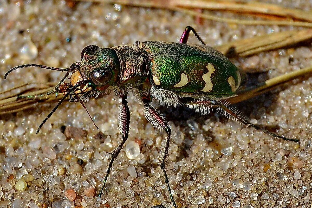 коне полевой. скакун полевой cicindela campestris. Cicindela campestris. скакун полевой cicindela campestris. жук скакун полевой зеленый.