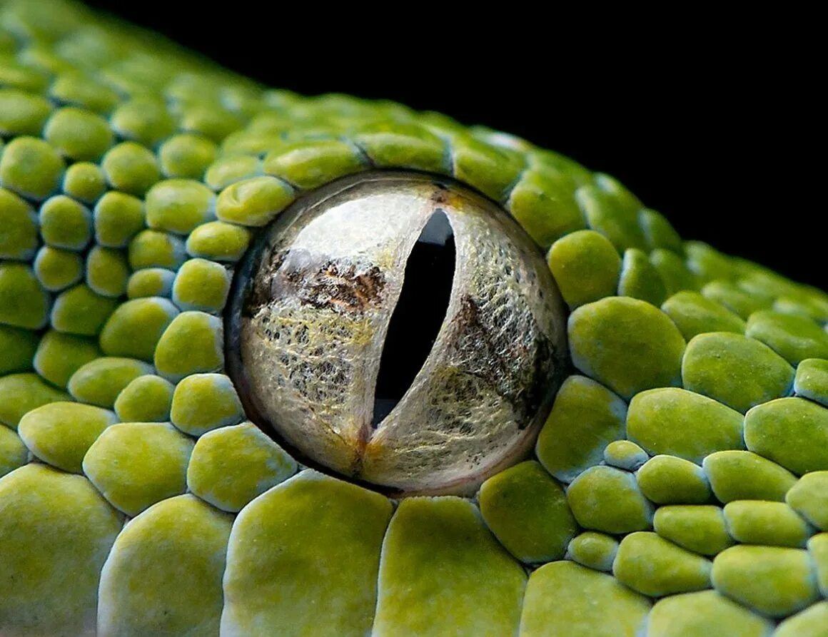 Какой элемент инфраглаза змеи выполняет. Глаза змеи. Глаз рептилии. Глаз ящерицы.