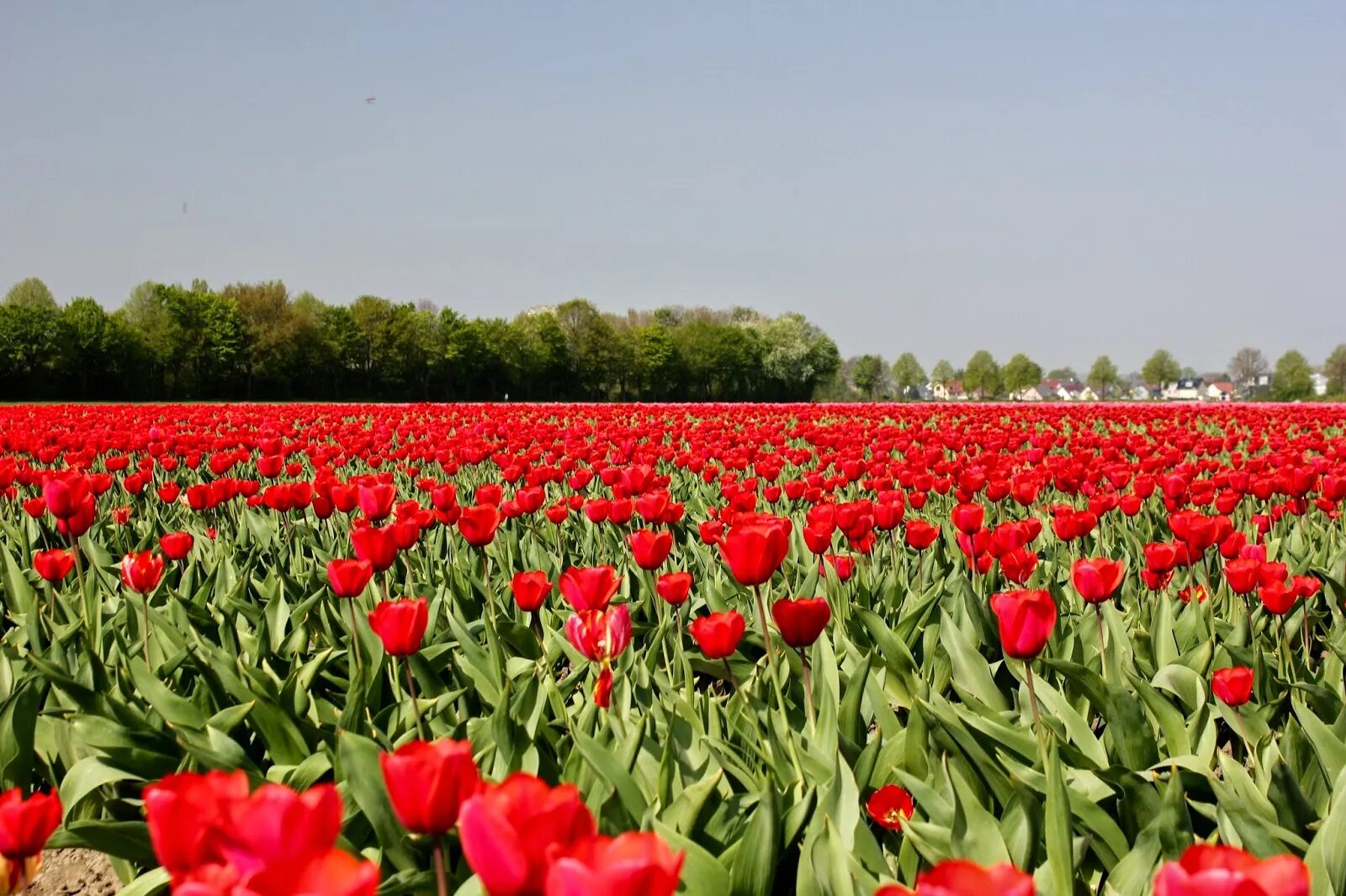 Природа закат. Цветущий райский сад. Море цветов н н. Море цветов для вас. Ботанический сад кекенхоф.