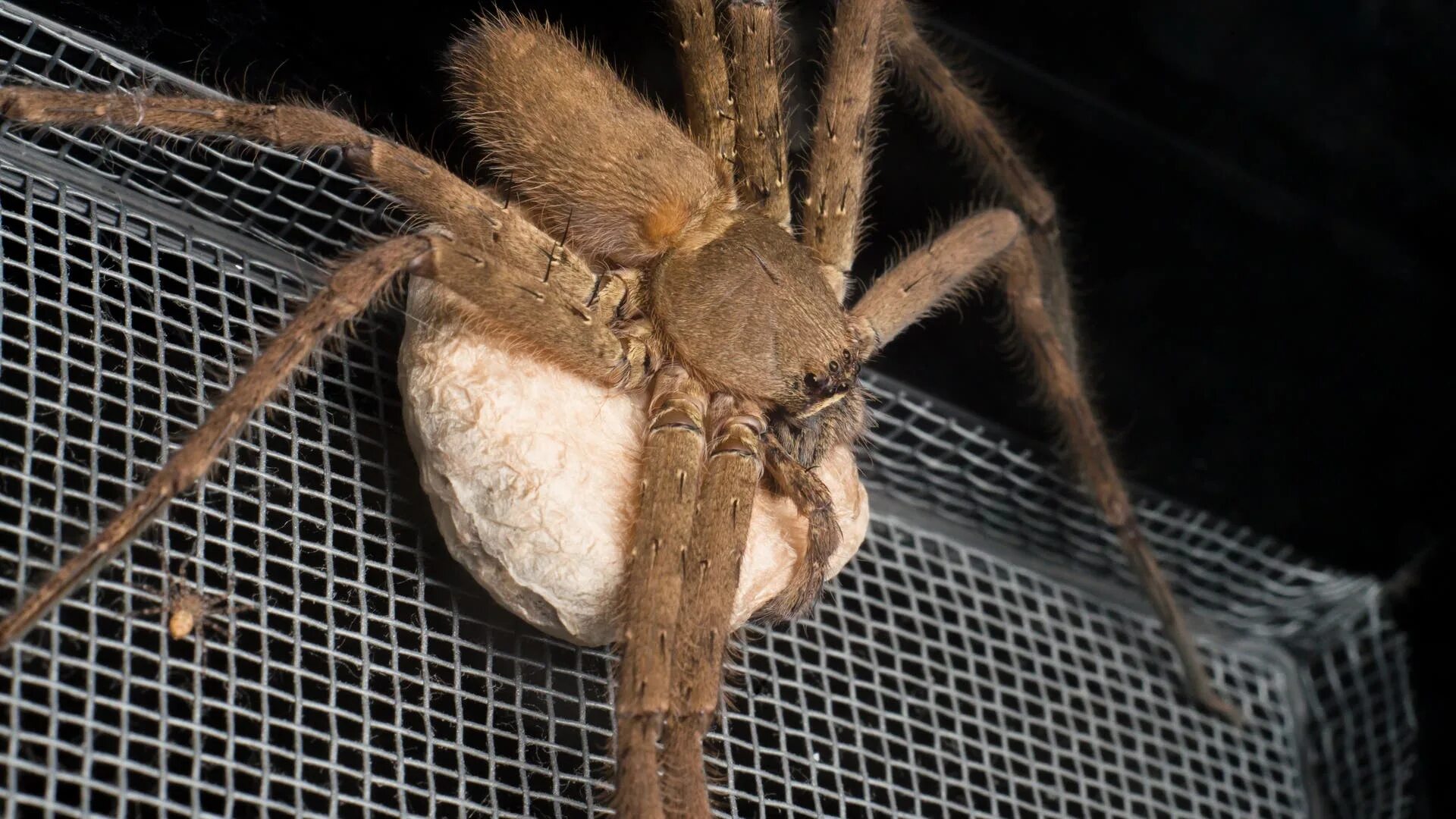 Ich eine spinne
