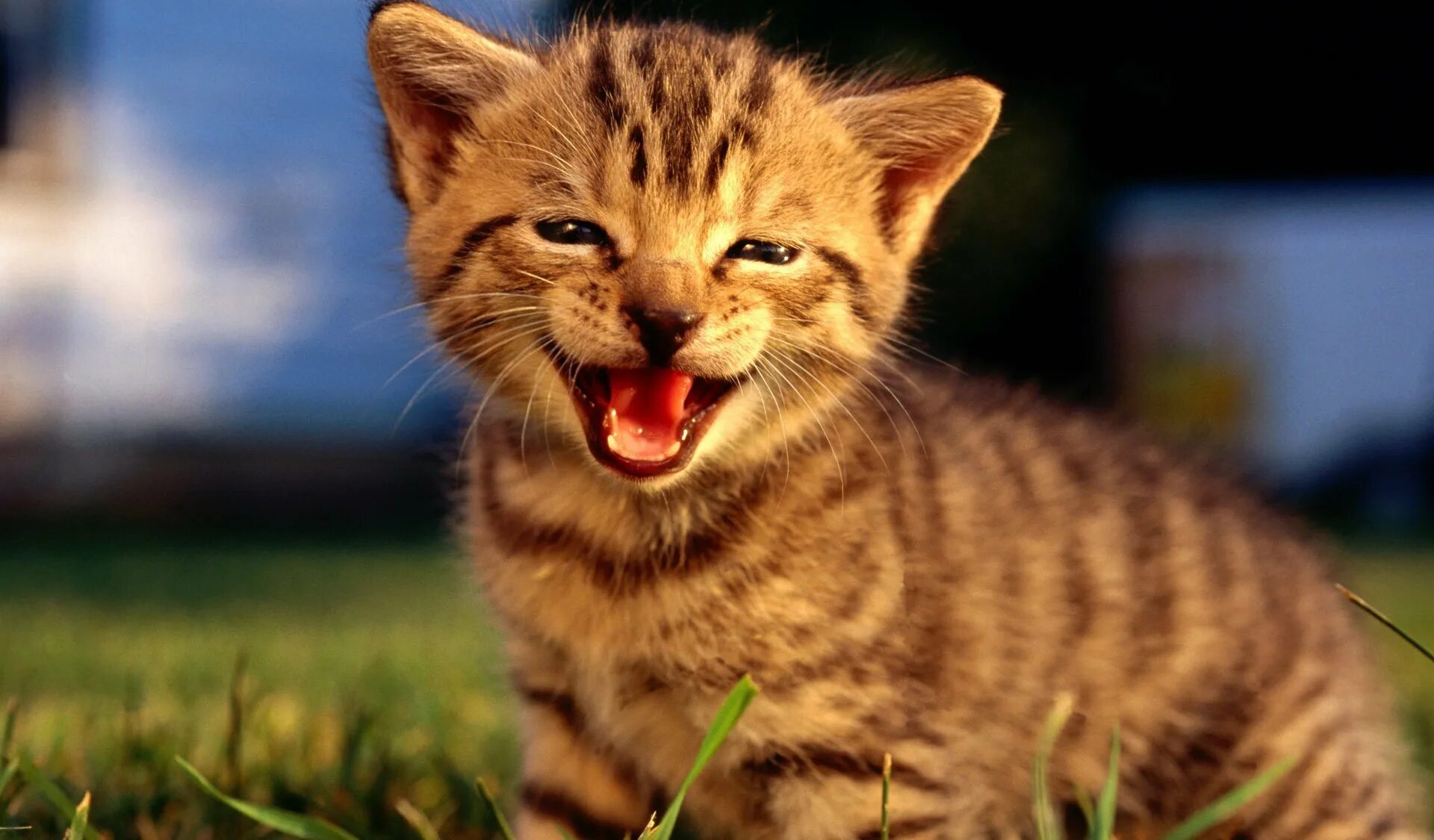 Счастливый кот. Кот улыбается. Радостный кот. Кот мяукает. Красиво про кота