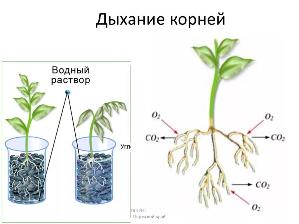 Лабораторная работа по теме дыхание корня. Дыхание в корнях растений. Корневое дыхание. Корневое дыхание растений.