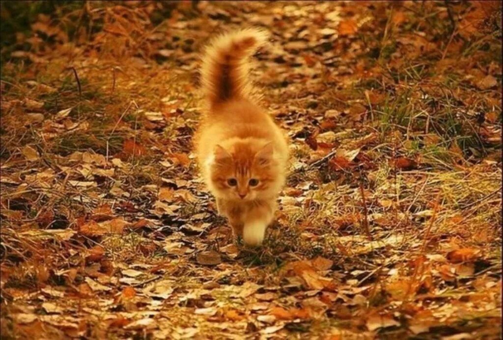 Тихой поступью. Рыжий кот в осенних листьях. Котята осень. Рыжий кот в осенней листве. Рыжий котенок осенью.