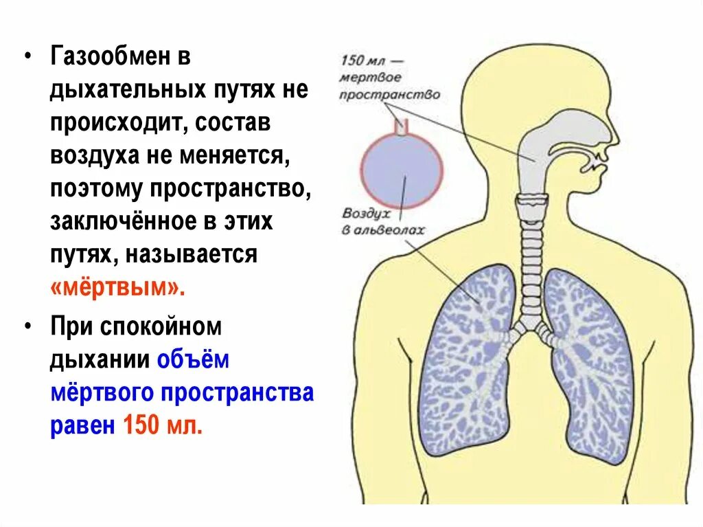 Дыхательная газообменная система человека. Воздух по дыхательным путям. Путь воздуха в дыхательной системе. Дыхание и газообмен. Физиологическое мертвое пространство