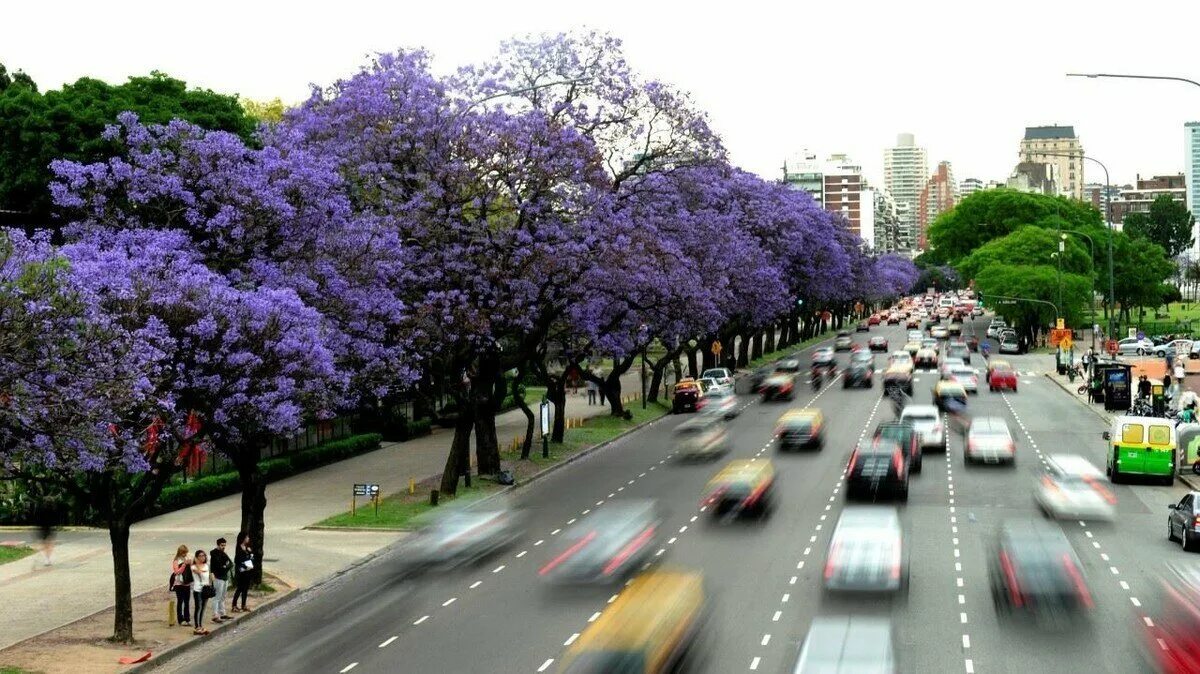 Жакаранда (Статья с множеством фото) - treepics.ru