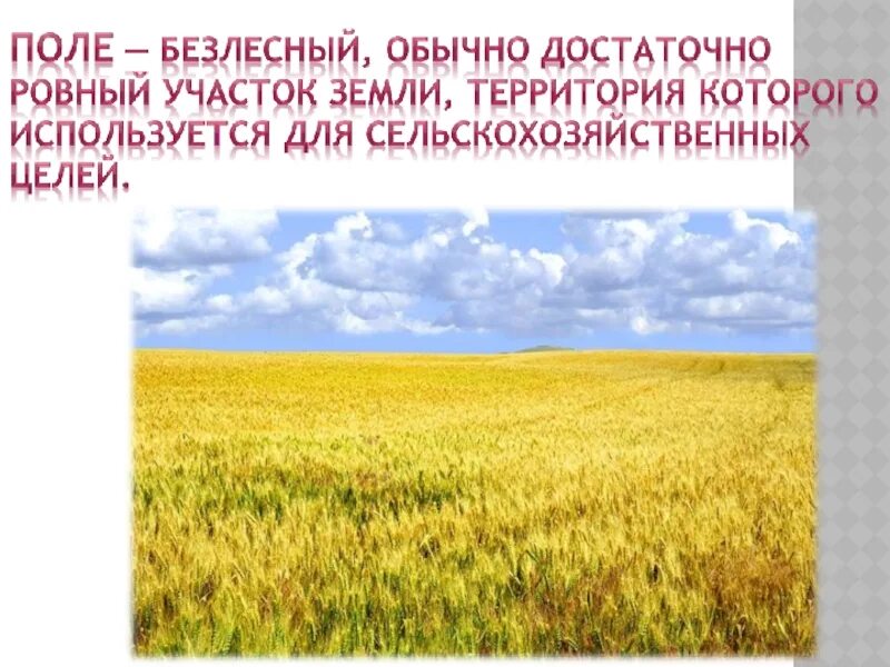 Рассказ о поле. Поле и его обитатели. Презентация растения поля. Поля в проекте.