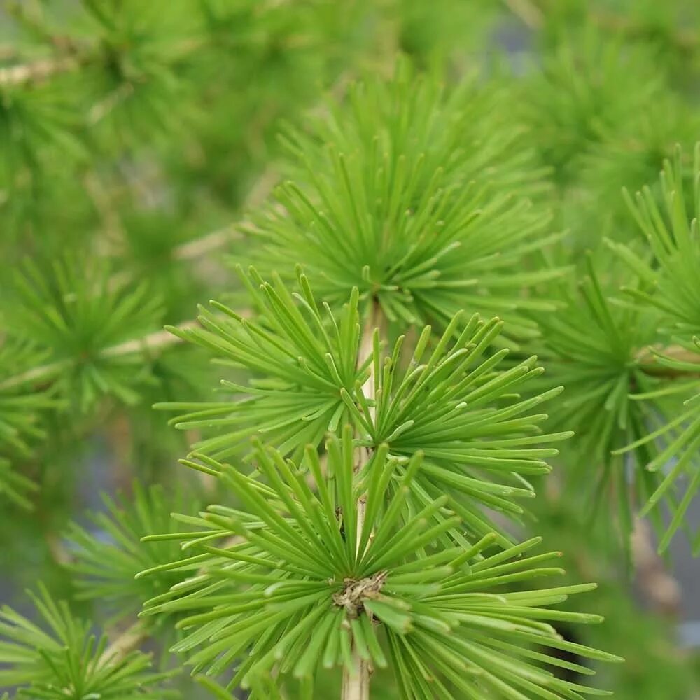 Лиственница Larix decidua. Лиственница европейская Larix decidua. Лиственница европейская хвоинки. Лиственница европейская Lárix decídua.