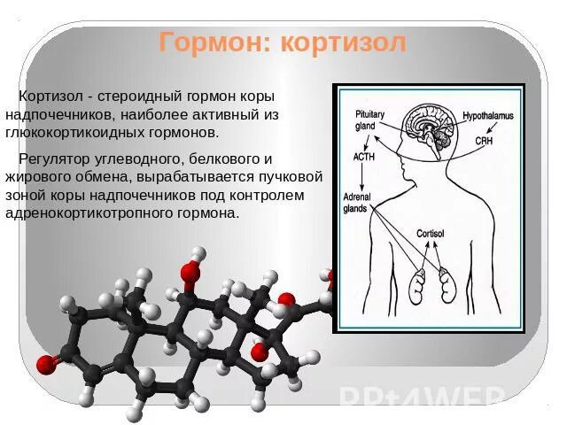 Кдл кортизол. Кортизол гормон. Кортизон гормон коры надпочечников. Гормон антагонист кортизола. Кортизол гормон презентация.