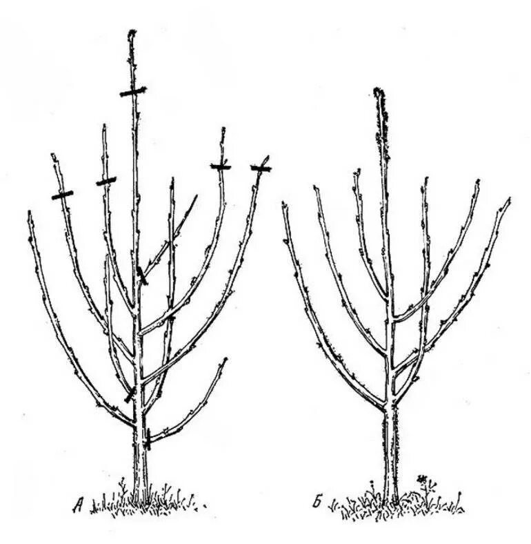 Правильно обрезать саженцы. Формировка саженца черешни. Обрезка черешни весной схема. Обрезка саженца черешни весной. Формировка кроны черешни.