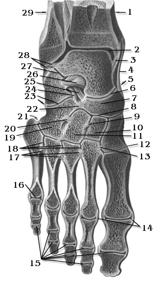 Кости голеностопного сустава анатомия. Анатомия костей голеностопного сустава. Голеностоп сустав анатомия кости. Суставы голеностопа анатомия. Кости голеностопного сустава человека