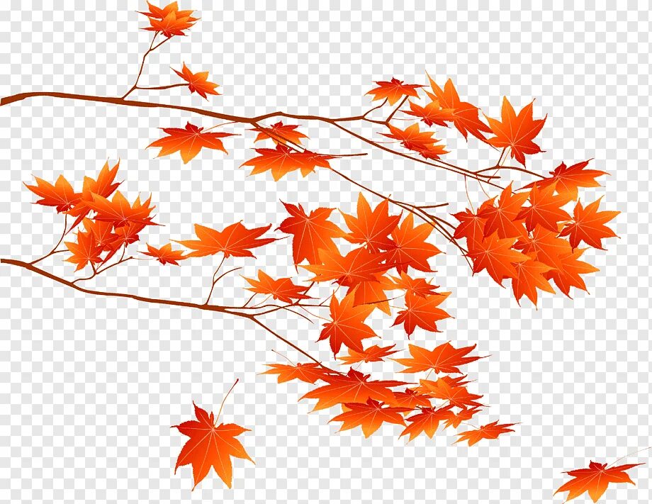 Ветка осенних листьев. Осенняя веточка. Ветка клена. Ветви клена.