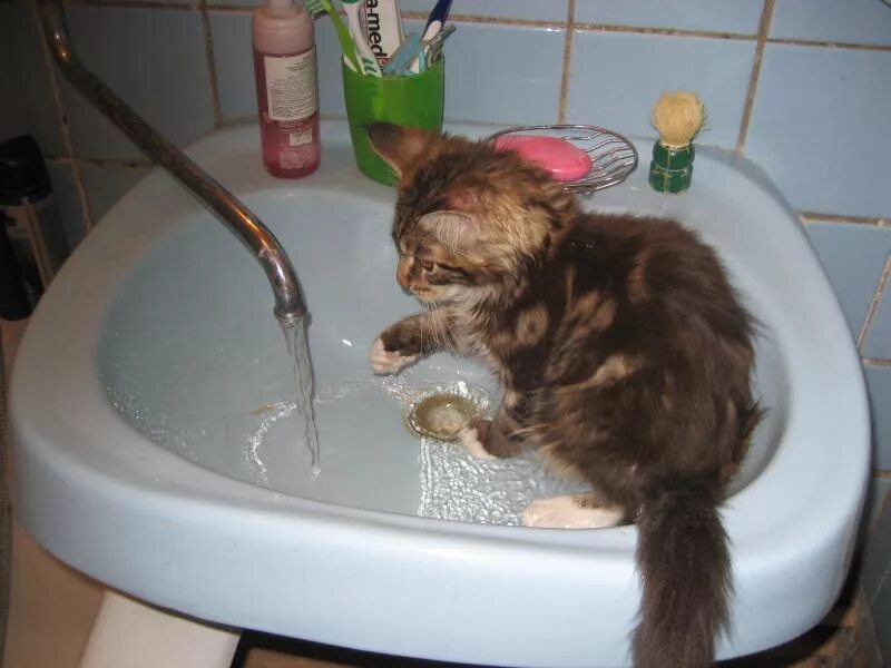 Сколько можно купать кошку. Купание кошки. Мытье кота. Помытый котенок. Кот моется.
