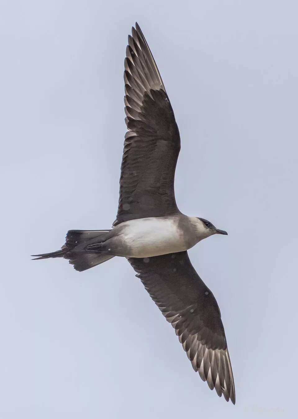 Поморник птица. Южнополярный поморник. Поморник это. Антарктический поморник. Поморник это.