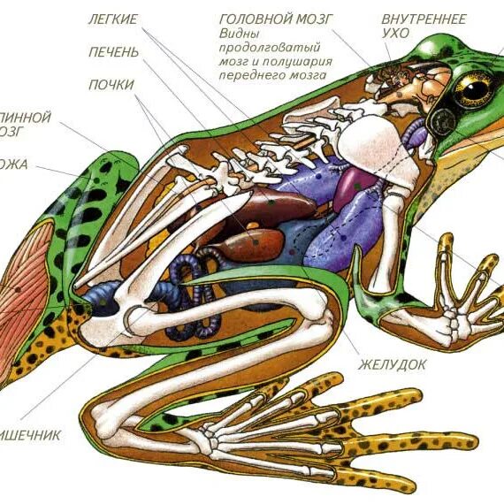 Земноводные печень. Бесхвостые земноводные строение. Озерная лягушка строение. Внутреннее строение лягушки скелет. Внутреннее строение земноводных лягушка.