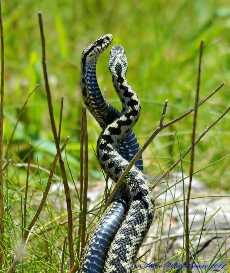 Змеи в брачный период. Змея танцует. Веселая змея. Змея анимация. Танец со змеей.