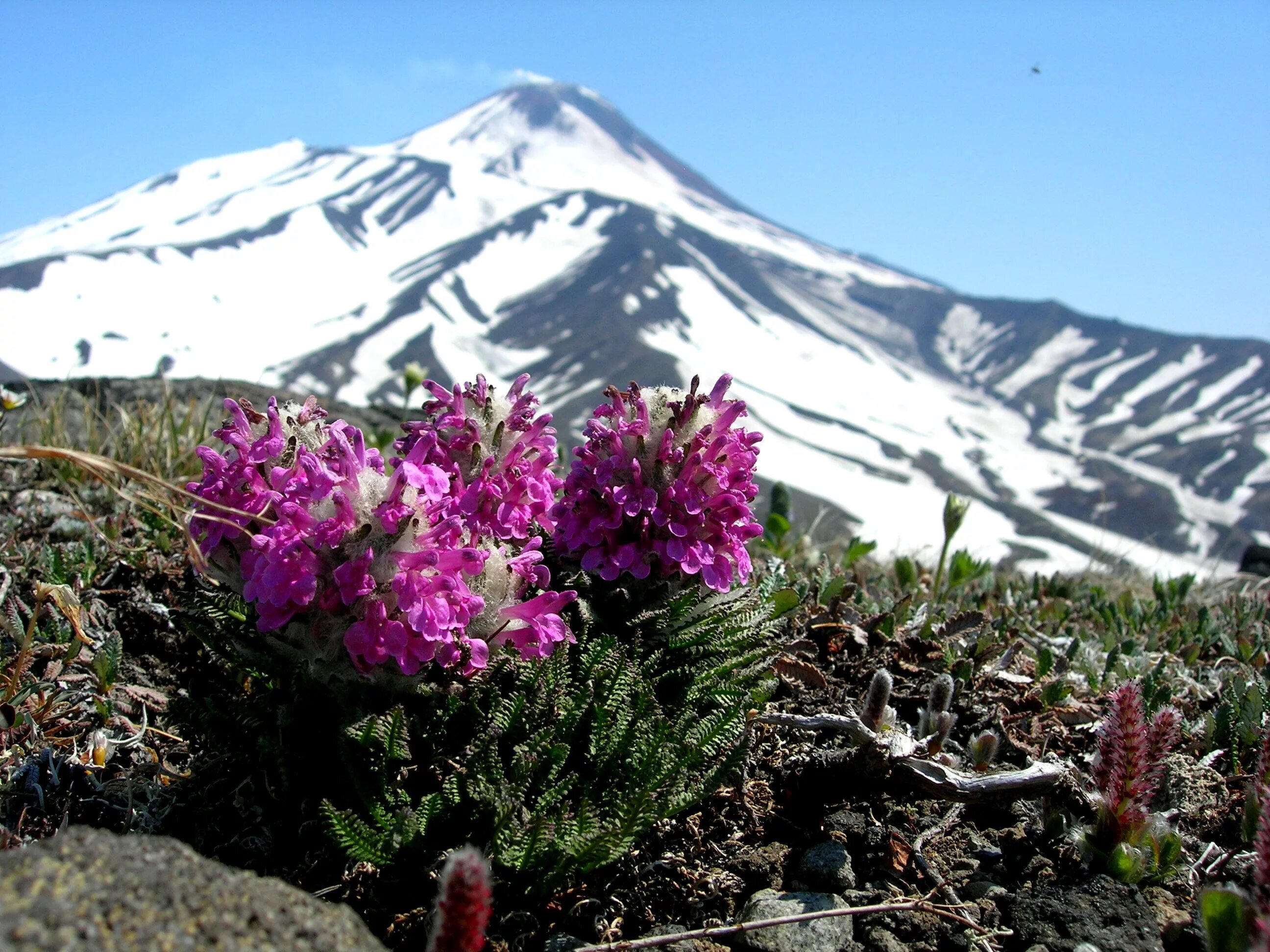 Flora of russia. Альпийские Луга Камчатки. Рододендрон Камчатский. Рододендрон на Камчатке. Горная тундра Камчатки цветы.