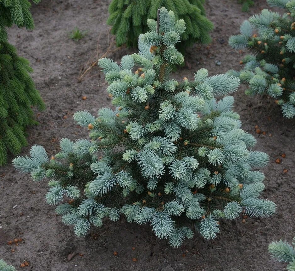 Ель колючая picea pungens. Ель голубая колючая Picea pungens. Ель колючая Беби Блю. Picea pungens "Baby Blue Eyes" - ель колючая. Ель колючая Беби Блю айс.