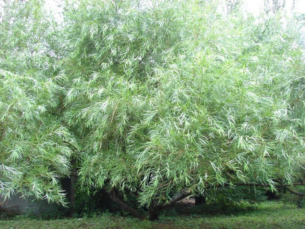 Ива возраст. Ива шверина. ива шверина плакучая. ива шверина salix schwerinii. ива гибридная «шверина улучшенная».