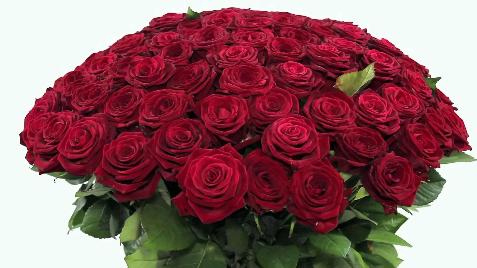 Юбилей большого. Роза сорт Престиж. Красивый букет. Красивый букет роз. Букет роз огромный.