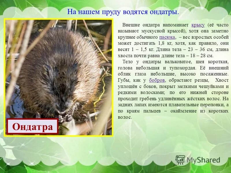 Ондатр слова. Сообщение про ондатру. ондатра информация. ондатра доклад. ондатра краткое описание.