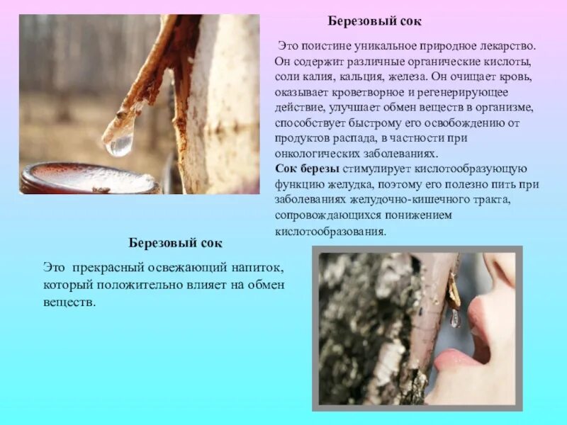 Можно ли березовый сок при гастрите. Берёзовый сок. цвет березового сока. сокодвижение деревьев весной. начало сокодвижения у деревьев.