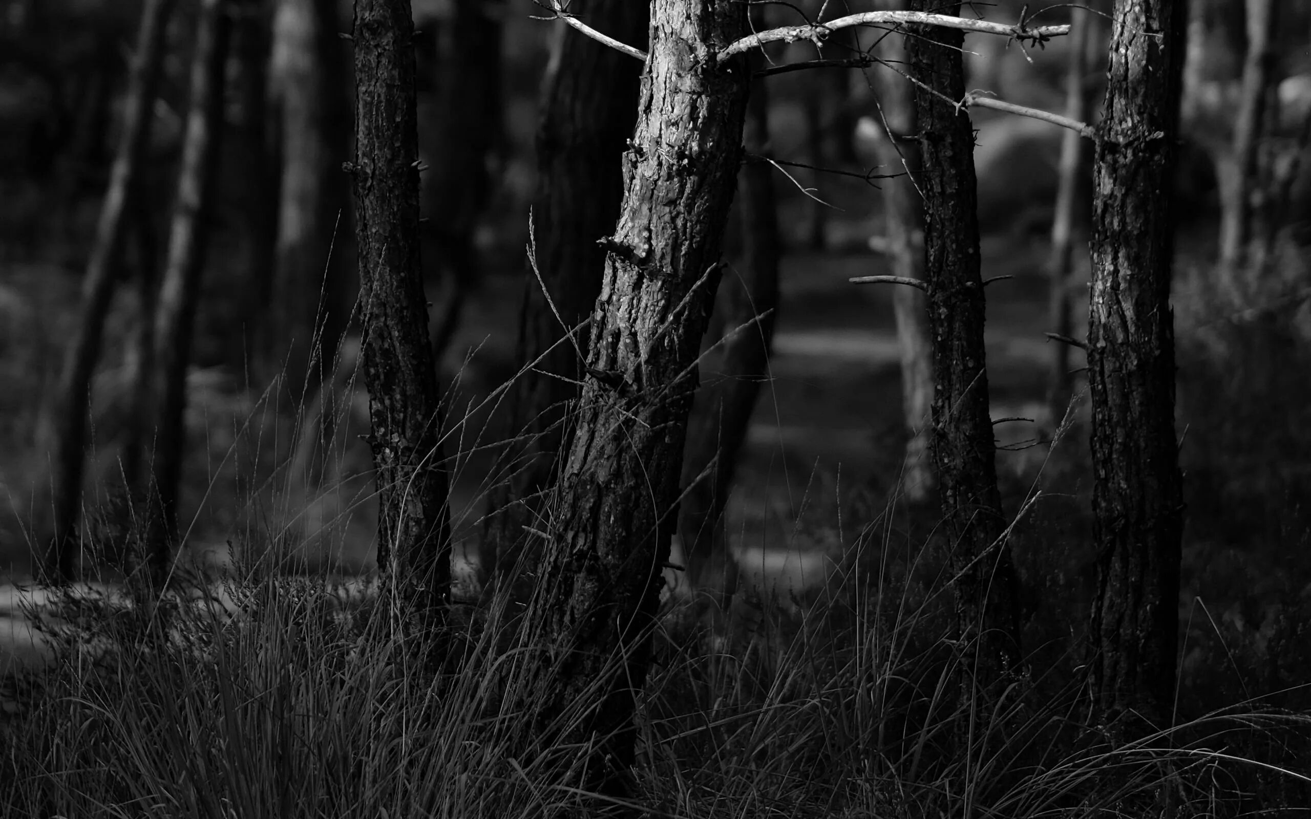 Самый черный лес. Черный лес. Страшный лес. Мрачный лес. Черно белый лес.