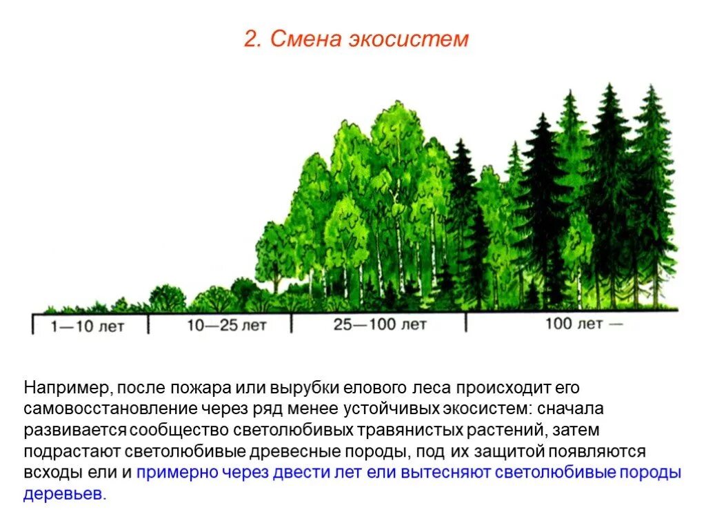 Смена экосистем. Изменение экосистемы. Смена биогеоценоза. Этапы смены экосистем. Почему нарушенный природный комплекс долго восстанавливается