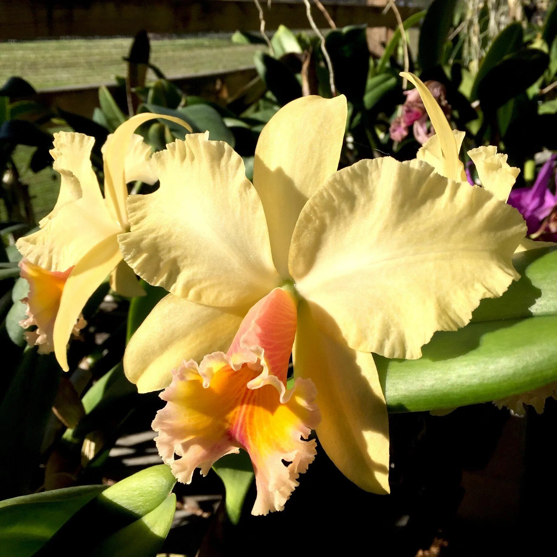 Blc m c. Каттлея георг кинг. каттлея george king serendipity. blc. george king “southern cross”. дельта кинг тангерлоу каттлея.