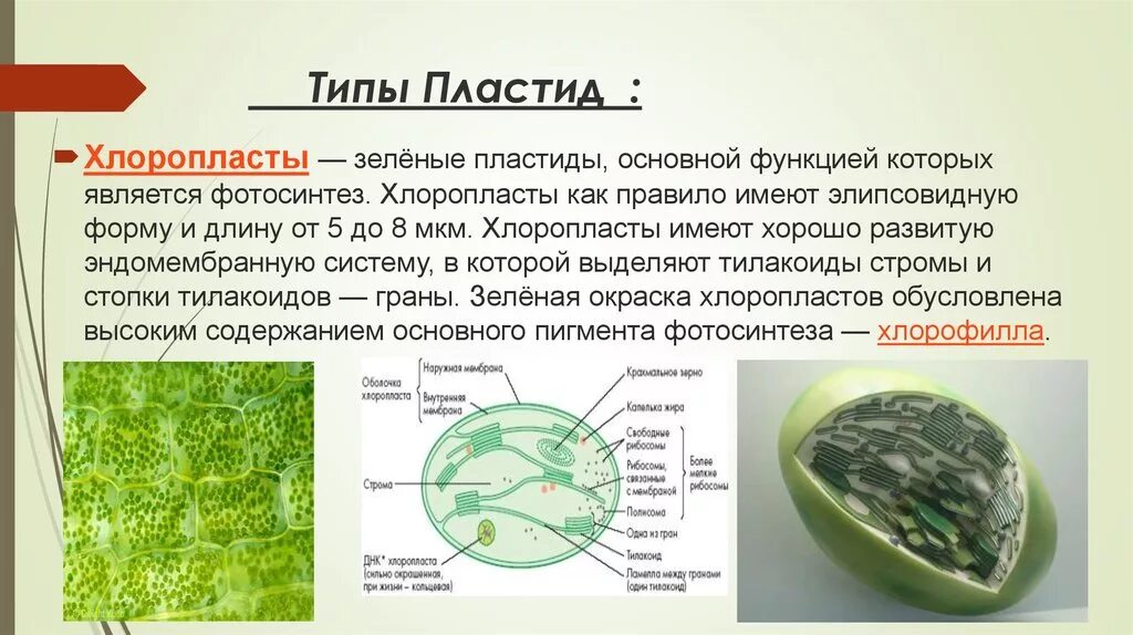 Форма хлоропласта. Хлоропласты строение и функции 5 класс биология. Пластиды строение и функции. Строение и функции хлоропластов клетки. Хлоропласт зеленый строение.