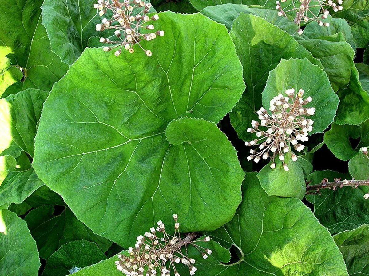 Листья и стебли лопуха. Белокопытник (Petasites). Белокопытник гибридный. Белокопытник гибридный подбел. Белокопытник гибридный (Petasites hybridus).