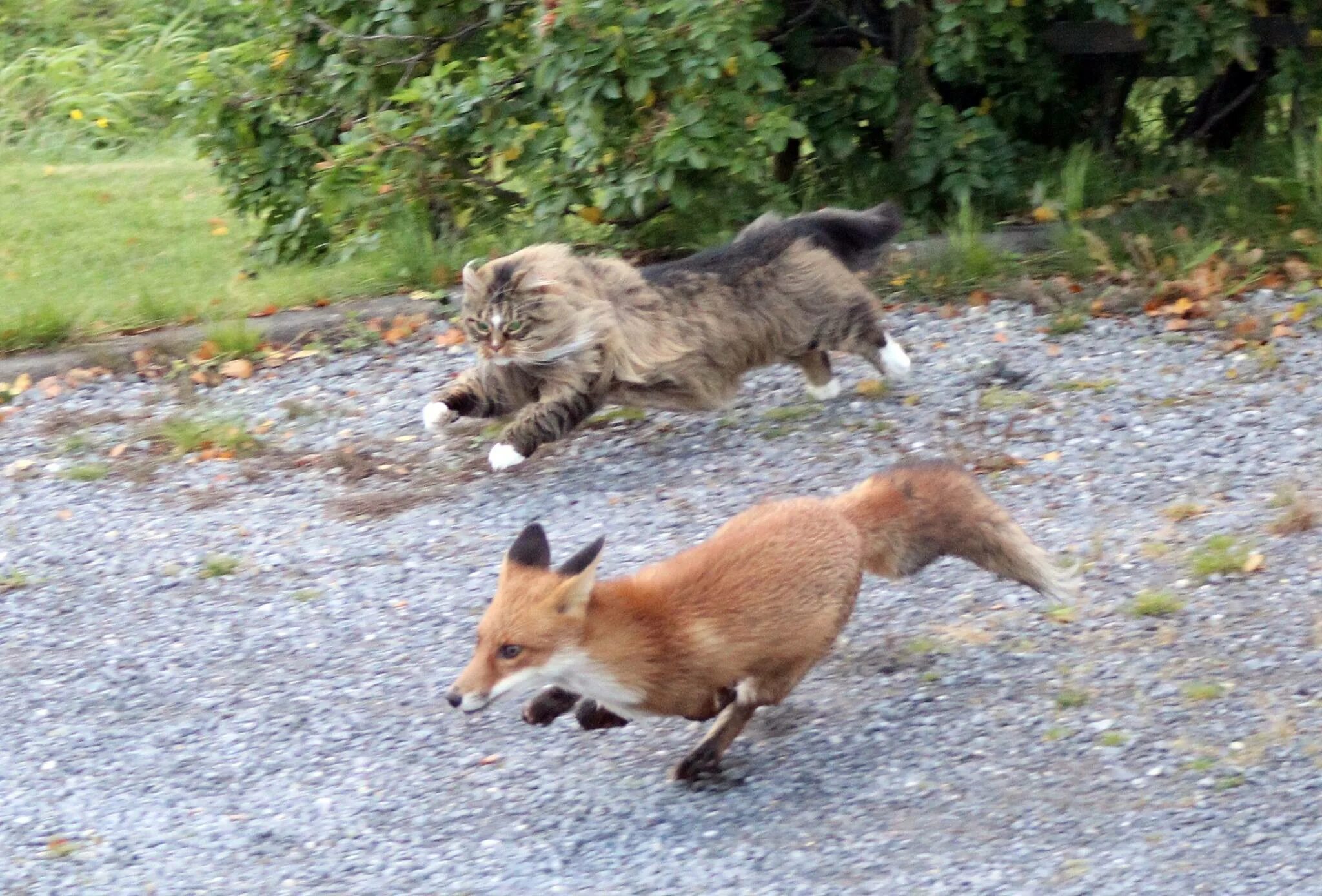 Догони кошку. Лиса убегает. Кот и лиса. Кот прогоняет лису. Кот сражается с лисой.