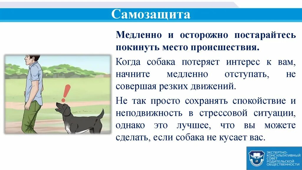 При нападении собаки. Поведение при нападении собаки. Памятка при нападении собаки. Правила поведения с бродячими собаками.