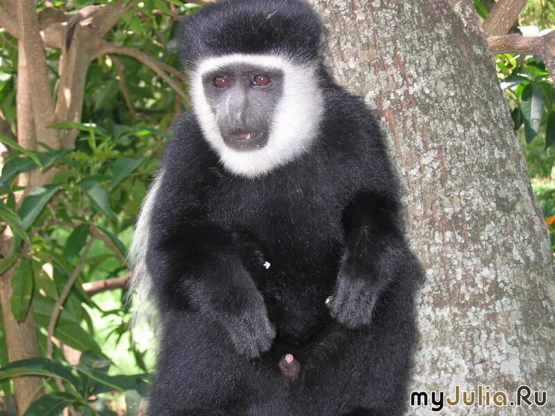 красивая обезьяна. мирас обезьянка чичичи. обезьянка чичичи обезьяна. обезьянка чичичи. обезьяна чи чи.