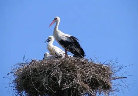 Журавлиное гнездо как пишется