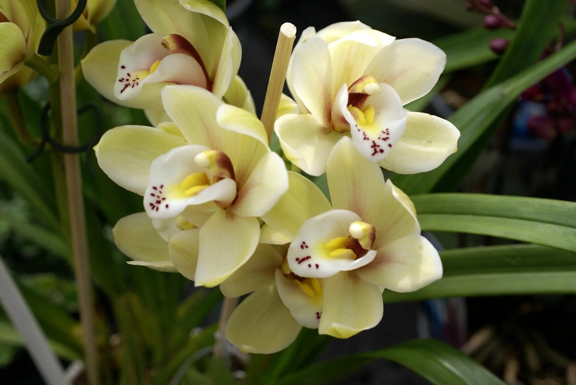 Какие сорта орхидеи. Орхидея Цимбидиум. Карибиан Дрим Орхидея. Армион Орхидея фаленопсис. Фаленопсис Каррибиан Дрим.
