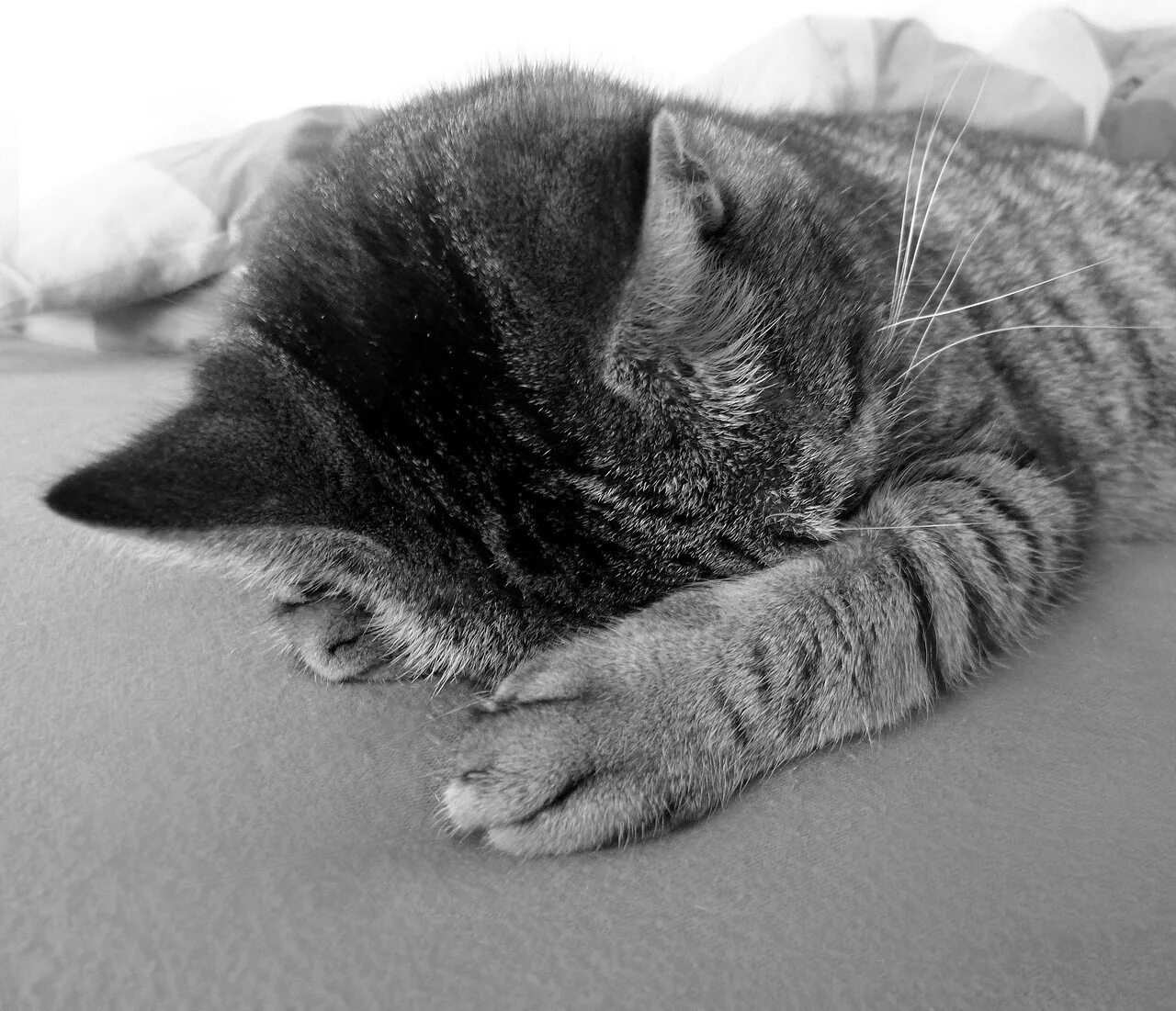 Кошка устала. Спящий кот. Грустный котик. Спящие котики. Сонный котик.