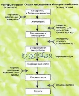 Вирусный канцерогенез