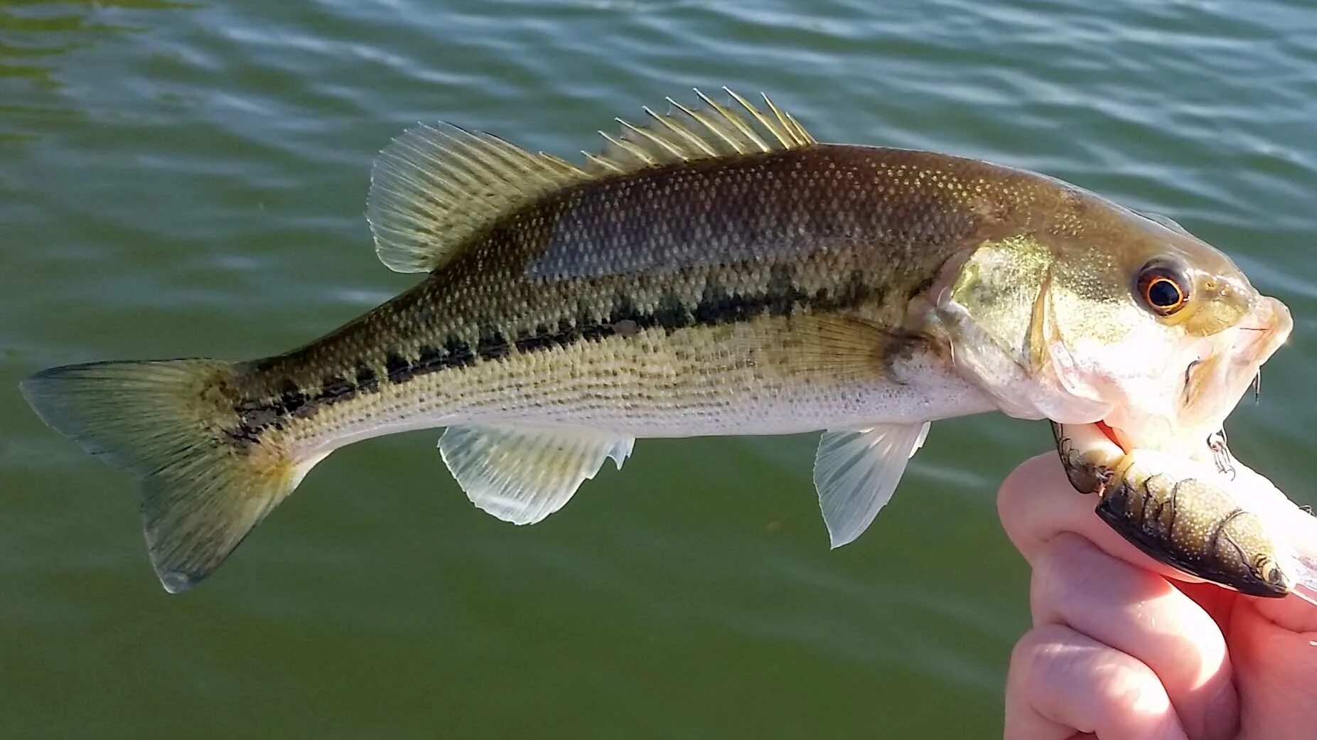 Largemouth Bass рыба. Пятнистый басс рыба. Американский басс рыба. Форелеокунь.