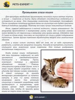 Можно ли котятам открывать глаза