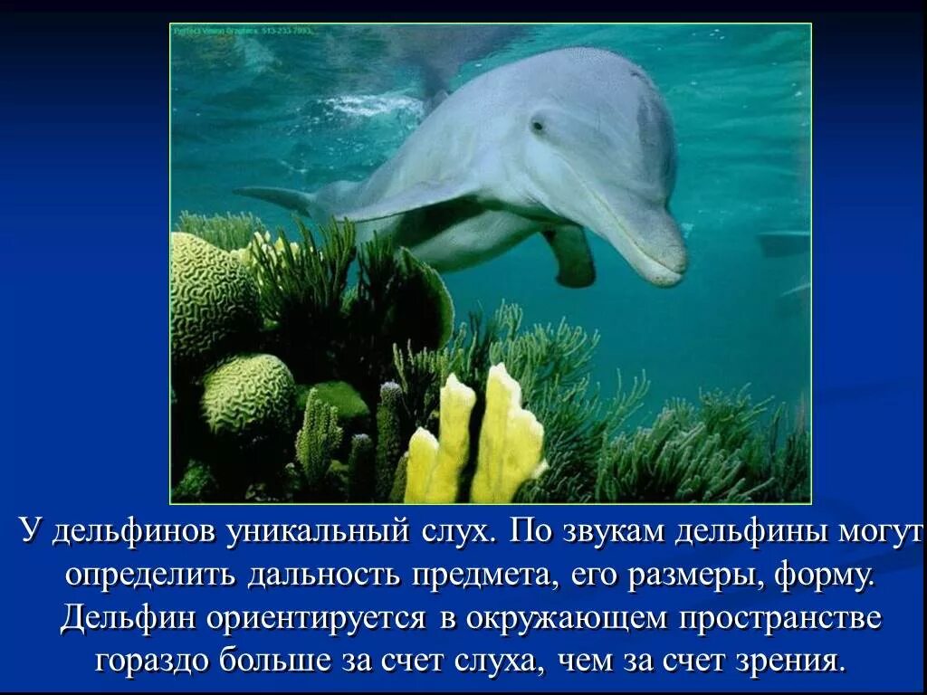 1 про дельфинов. Дельфины. 1 про дельфинов. Интересное о дельфинах. Интересные факты о дельфинах черного моря.