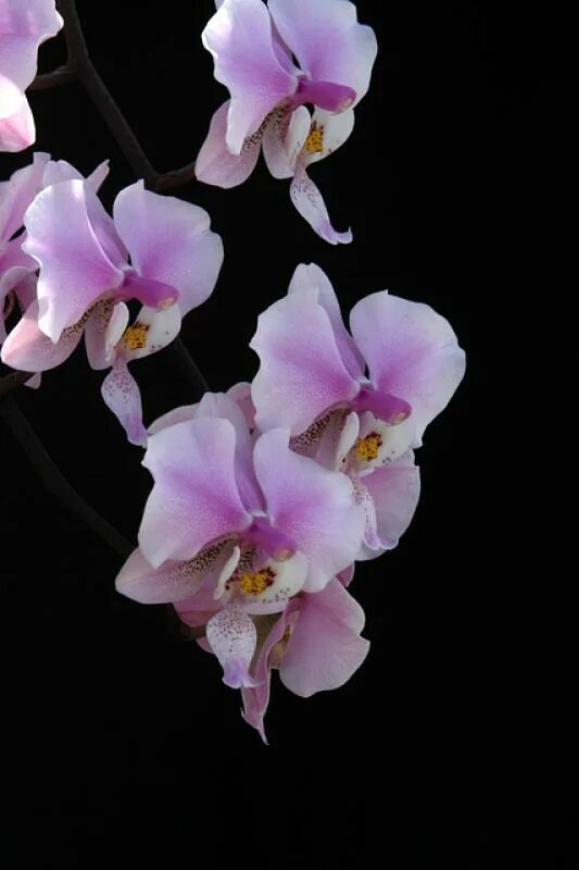 фаленопсис баттерфляй орхид. орхидея фаленопсис. орхидея баттерфляй. фаленопсис легато. орхидея баттерфляй.