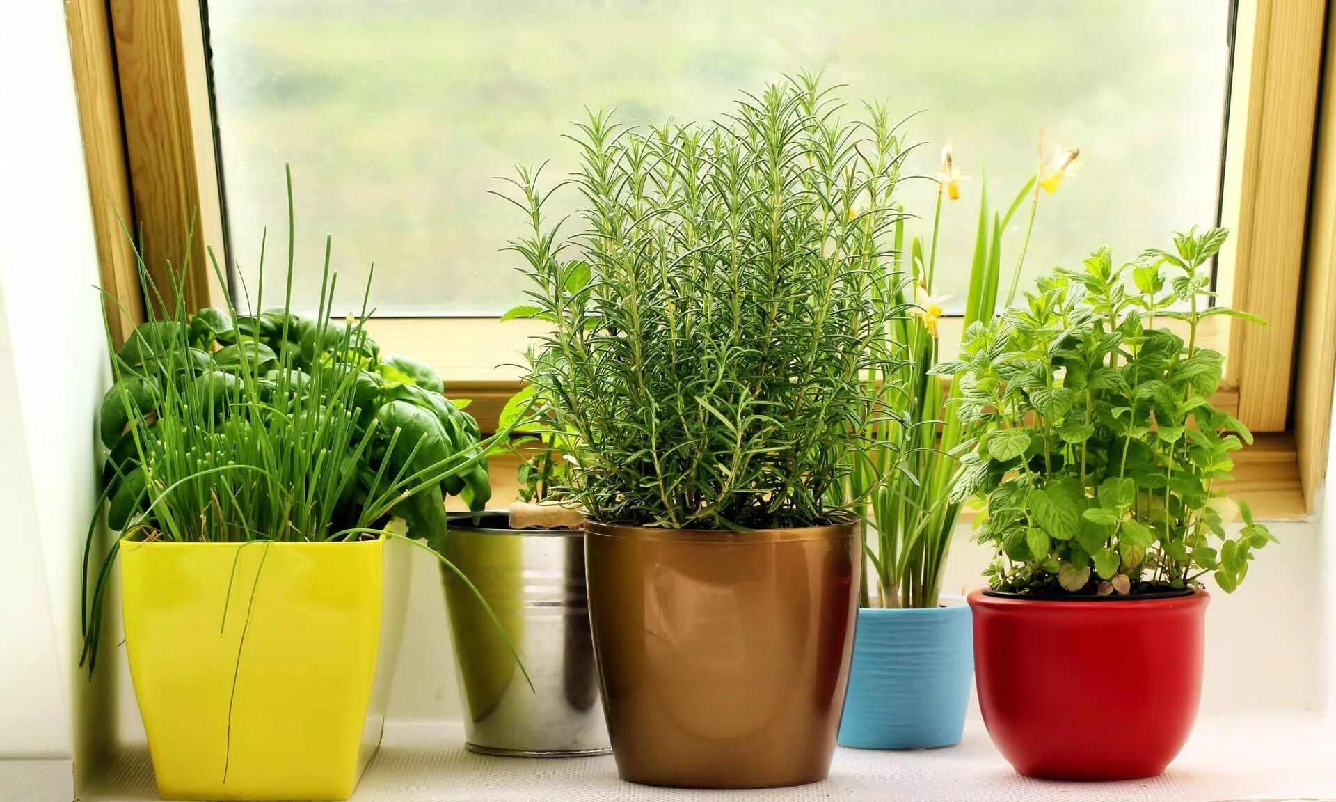 на подоконнике овощи и зелень. рассада лука шалот. огород на подоконнике. лук севок всходы. огород на подоконнике зимой.