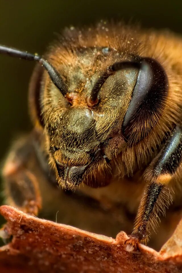 Какая голова пчел. Глаза пчелы. Голова пчелы. Лицо пчелы. Голова пчелы Макросъемка.