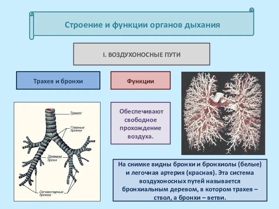 Воздухоносную функцию выполняет. Строение воздухоносных путей. Бронхи строение и функции. Строение трахеи и бронхов анатомия. Строение дыхательной системы бронхи.