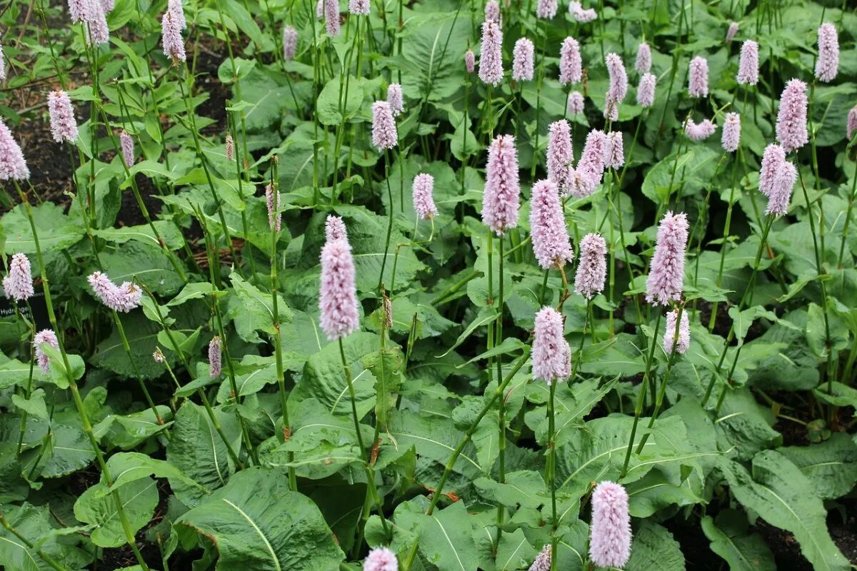 Горец змеиный (Polygonum bistorta). Persicaria bistorta. Горец змеиный (Polygonum bistorta `superba`). Горец змеиный superba Суперба.