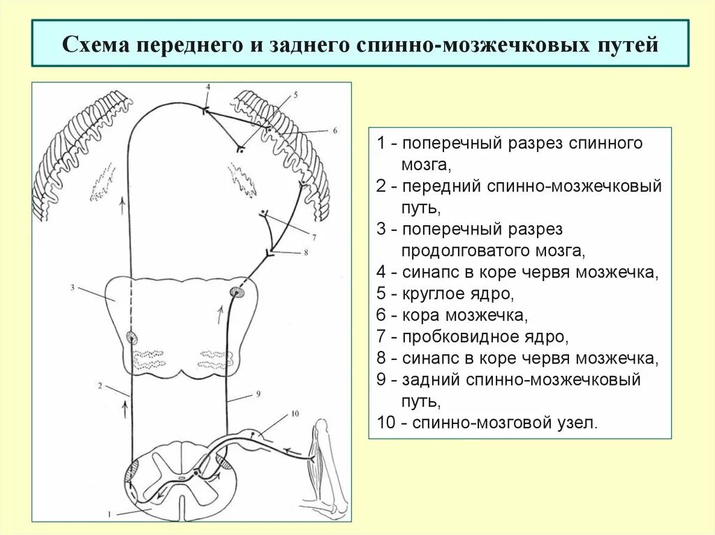 Спинно мозжечковые пути. Передний и задний спинно-мозжечковые пути. Передний спинно мозжечковый функции. Путь Флексига и Говерса схема. Задний спинномозжечковый путь схема.