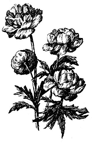 пион тонколистный раскраска для детей. раскраска мак цветок для детей. купальница европейская. раскраска жарки. купальница европейская формула цветка.