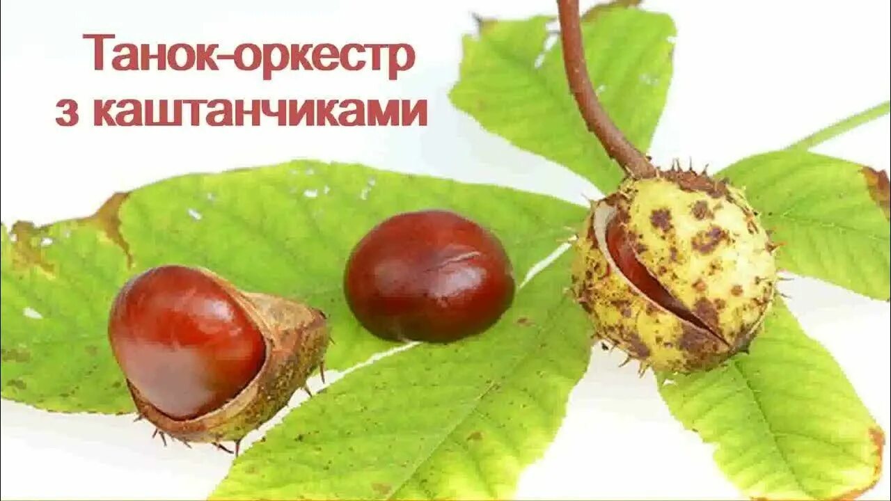 Почему каштан назвали каштаном. Плоды каштана съедобного. Каштан ёнгоги. Характеристика листа каштана конского. Почему каштан назвали каштаном.